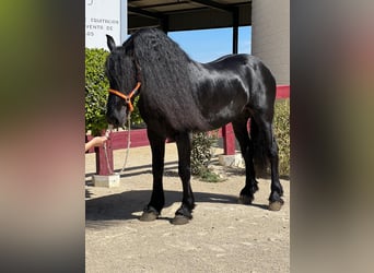 Friesian horses, Stallion, 8 years, Black