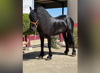 Friesian horses, Stallion, 8 years, Black