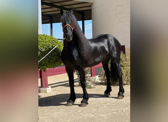 Friesian horses, Stallion, 8 years, Black