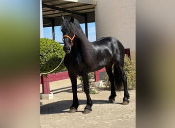 Friesian horses, Stallion, 8 years, Black