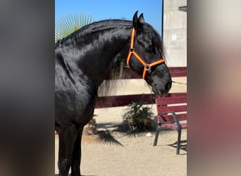 Friesian horses, Stallion, 8 years, Black