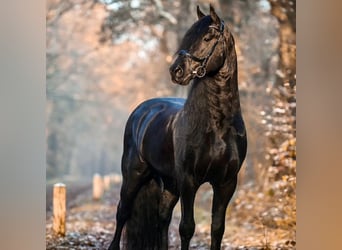 Friesian horses, Stallion, 9 years, 16 hh, Black