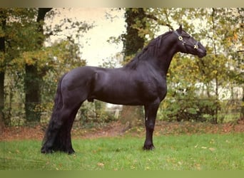 Friesian horses, Stallion, 8 years, 16,1 hh, Black