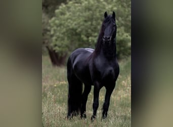 Friesian horses, Stallion, 11 years, 16,1 hh, Black