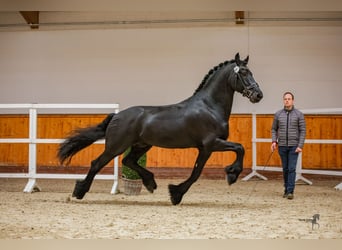 Friesian horses, Stallion, 12 years, 16.2 hh, Black