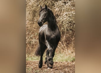 Friesian horses, Stallion, 12 years, 16,1 hh, Black