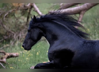 Friesian horses, Stallion, 12 years, 16,1 hh, Black
