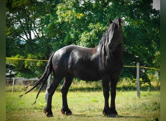 Friesian horses, Stallion, 11 years, 15.1 hh, Black