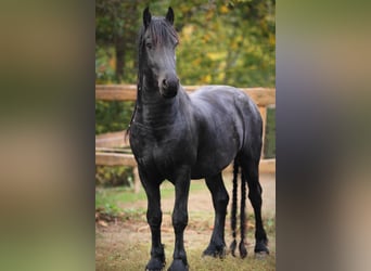 Friesian horses, Stallion, 11 years, 15.1 hh, Black