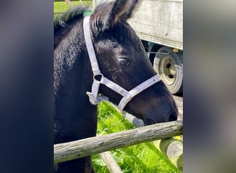 Friesian horses, Stallion, Foal (08/2024), 10,2 hh, Black