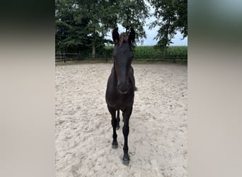 Friesian horses Mix, Stallion, Foal (03/2026), 12.2 hh, Black