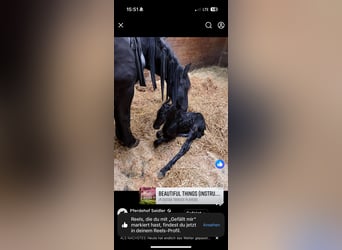 Friesian horses, Stallion, Foal (03/2025), 14.2 hh, Black