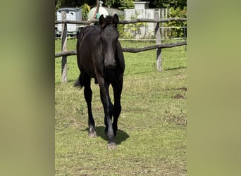 Friesian horses, Stallion, Foal (03/2025), 14,2 hh, Black