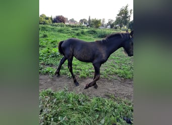 Friesian horses, Stallion, Foal (01/2024), 15,2 hh