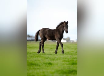 Friesian horses, Stallion, Foal (04/2026), 15.2 hh, Black