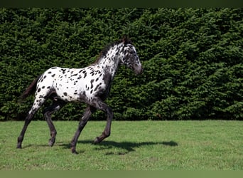 Friesian horses, Stallion, Foal (06/2026), 15.2 hh, Leopard-Piebald