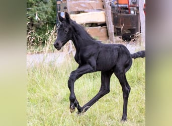 Friesian horses Mix, Stallion, , 15,2 hh, Black