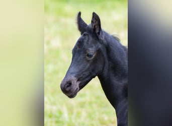 Friesian horses Mix, Stallion, , 15,2 hh, Black