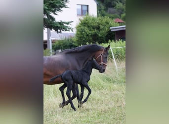 Friesian horses Mix, Stallion, , 15,2 hh, Black