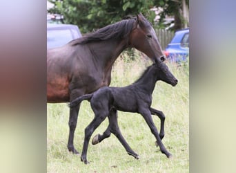 Friesian horses Mix, Stallion, , 15,2 hh, Black
