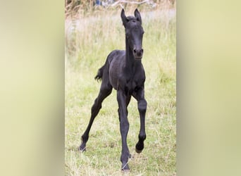Friesian horses Mix, Stallion, , 15,2 hh, Black