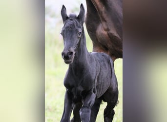 Friesian horses Mix, Stallion, , 15,2 hh, Black