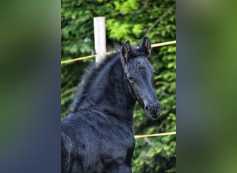Friesian horses, Stallion, Foal (04/2023), 16.2 hh, Black