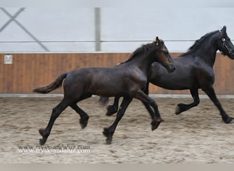 Friesian horses, Stallion, , 16 hh, Black