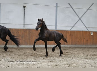 Friesian horses, Stallion, , 16 hh, Black