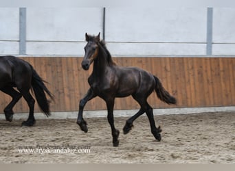 Friesian horses, Stallion, , 16 hh, Black