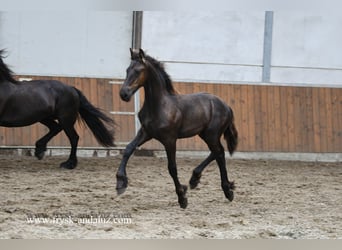 Friesian horses, Stallion, , 16 hh, Black