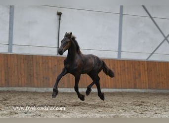 Friesian horses, Stallion, , 16 hh, Black