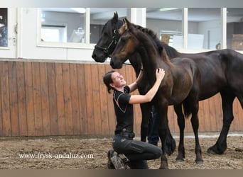 Friesian horses, Stallion, , 16 hh, Black