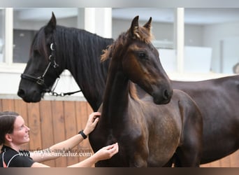 Friesian horses, Stallion, , 16 hh, Black