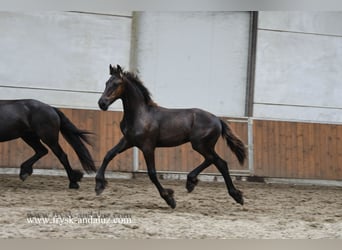 Friesian horses, Stallion, , 16 hh, Black