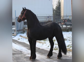 Friesian horses, Stallion, Foal (04/2023), 16 hh, Black