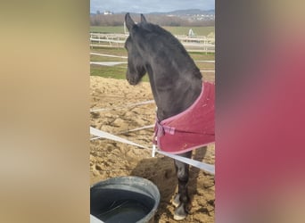 Friesian horses, Stallion, Foal (04/2025), 16 hh, Black