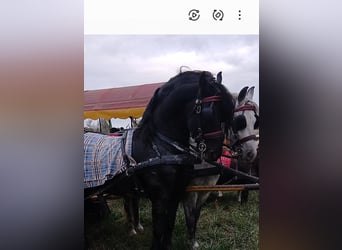 Friesian horses, Stallion, Foal (04/2025), 16 hh, Black