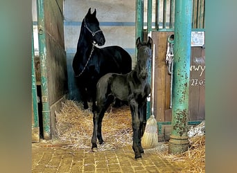 Friesian horses, Stallion, Foal (03/2024), 9.2 hh, Black