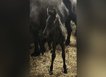 Friesian horses, Stallion, Foal (06/2024)