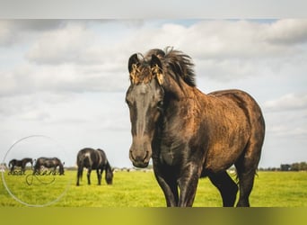 Friesian horses, Stallion, Foal (04/2023)