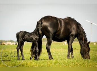 Friesian horses, Stallion, Foal (04/2023)