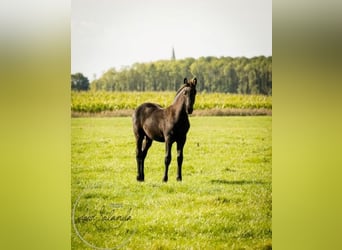 Friesian horses, Stallion, Foal (04/2023)