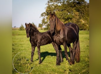 Friesian horses, Stallion, Foal (04/2023)