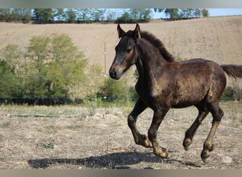 Friesian horses, Stallion, Foal (01/2023), Black