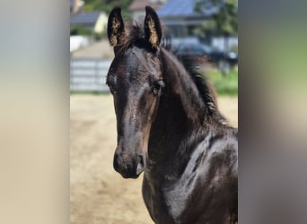 Friesian horses, Stallion, Foal (05/2025), Black