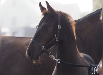 Friesian horses, Stallion, Foal (05/2025), Black