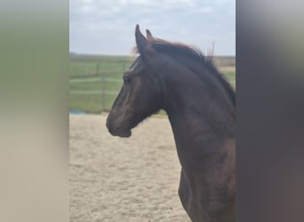 Friesian horses, Stallion, Foal (05/2026), Black