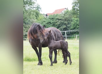 Friesian horses, Stallion, Foal (06/2024), Black