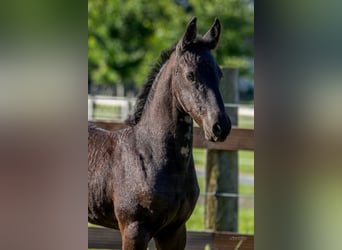 Friesian horses, Stallion, , Black